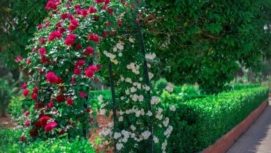 babalhawa Garden syria