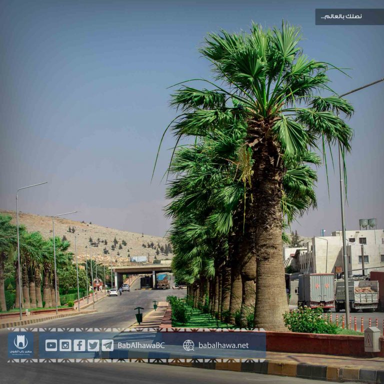أشجار النخيل في معبر باب الهوى - سوريا