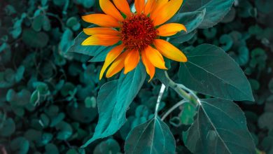 زهر نبات دوار الشمس في حديقة معبر باب الهوى - سوريا