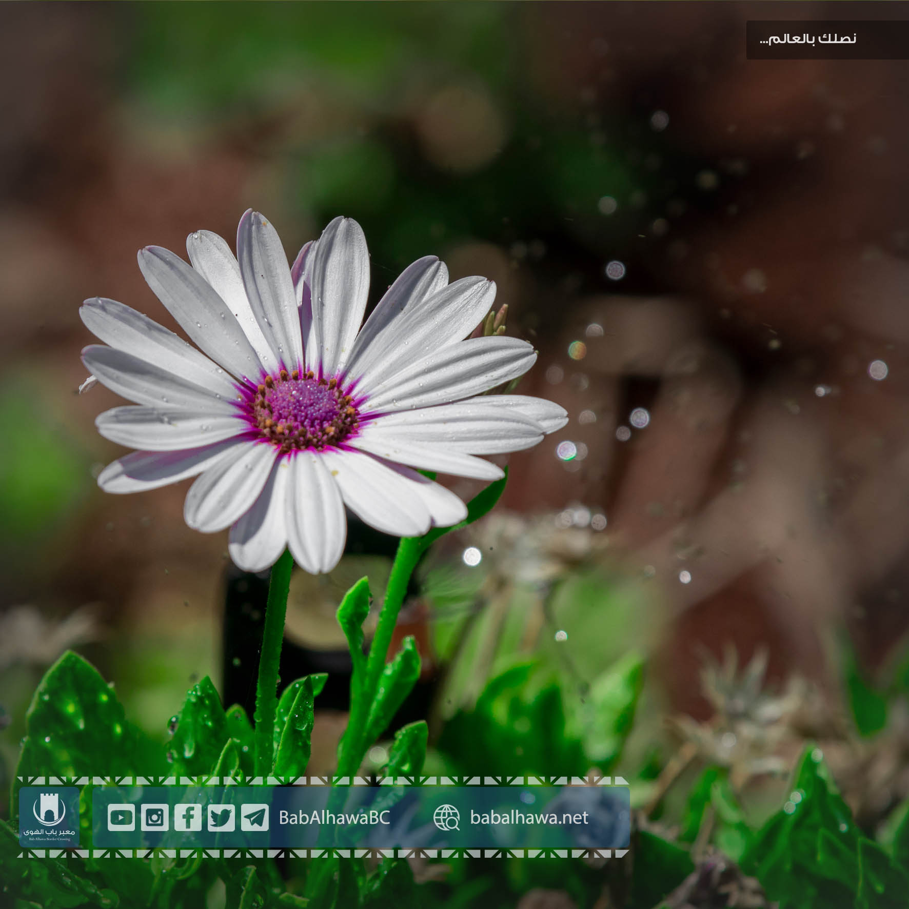زهرة في حديقة معبر باب الهوى الحدودي - سوريا