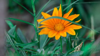 زهرة الشمس في حديقة معبر باب الهوى