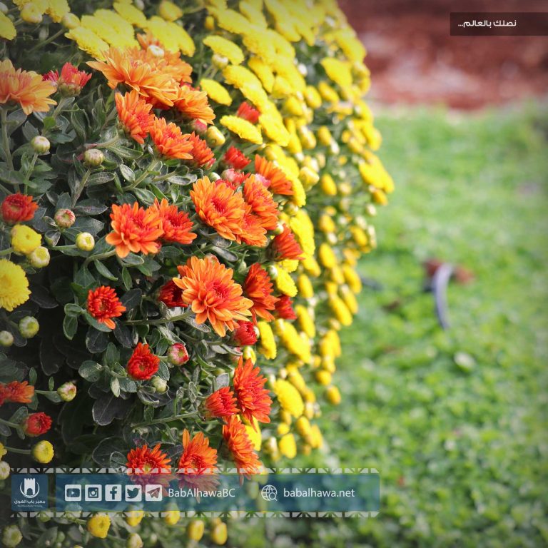 أزهار في حديقة معبر باب الهوى - سورية