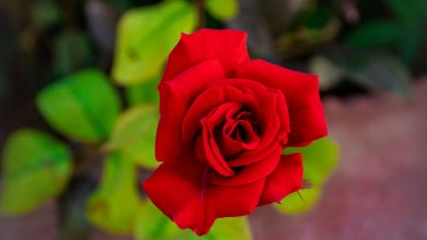 A red rose in the garden of Bab al-Hawa crossing - Syria