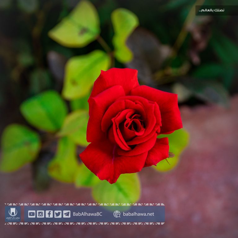 A red rose in the garden of Bab al-Hawa crossing - Syria
