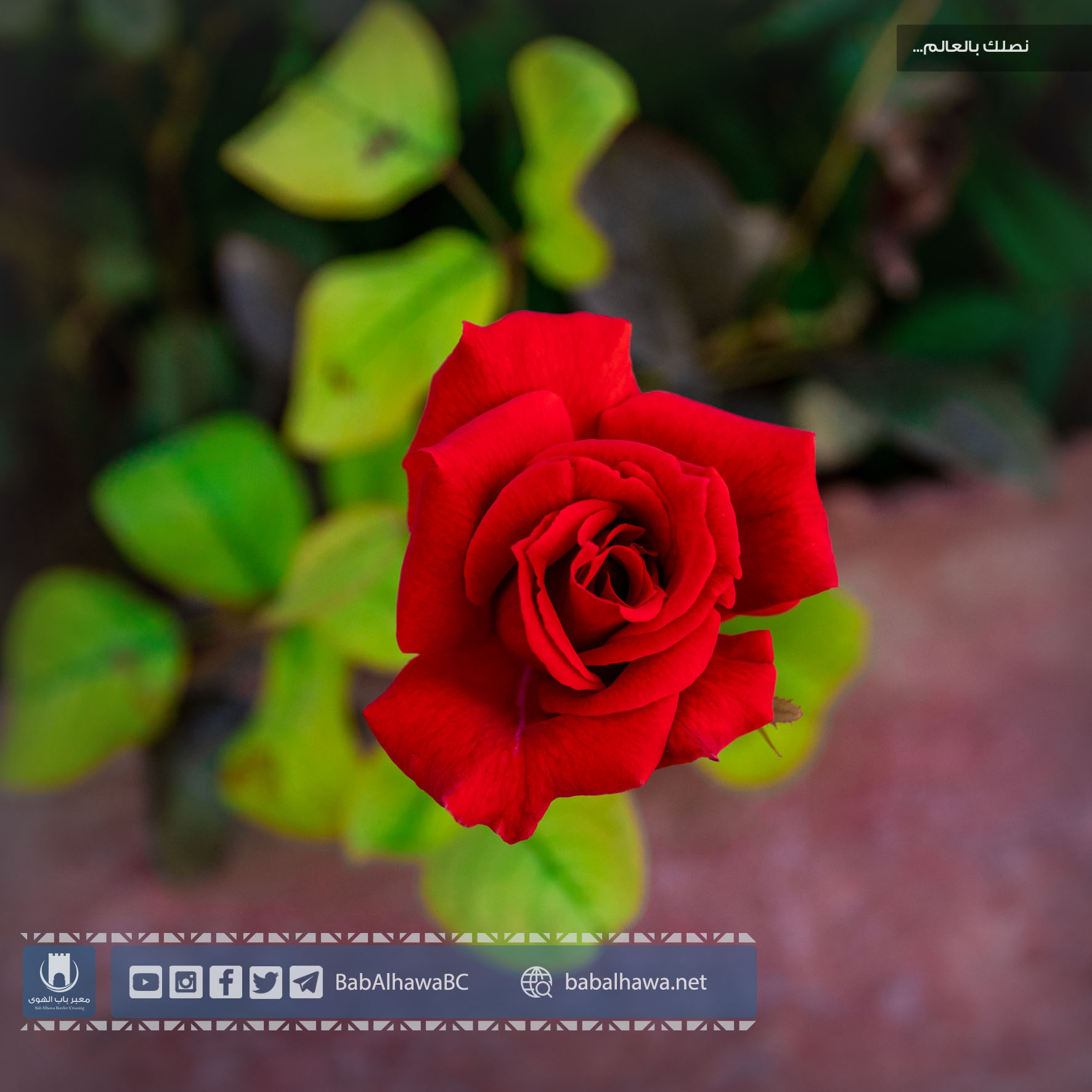 A red rose in the garden of Bab al-Hawa crossing - Syria