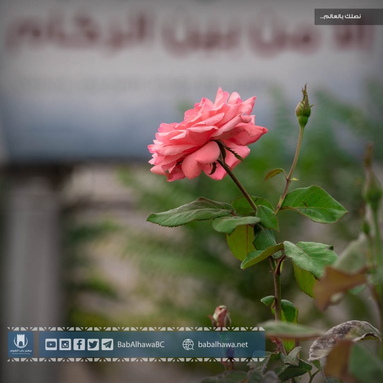 وردة في حديقة معبر باب الهوى - سوريا 2019